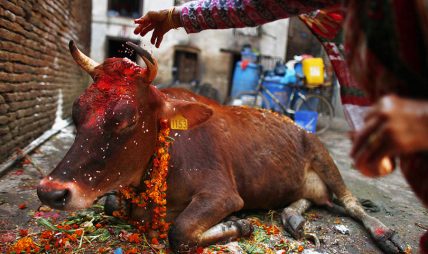 आज  गाई पूजा गरिदै, आजै गोरुको पनि पूजा गरिने