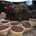 ताप्लेजुङको आठराई  त्रिवेनी गाबिसमा अलैँची महोत्सव हुने