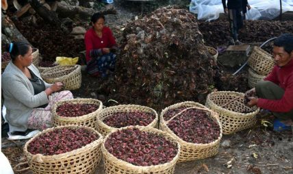 ताप्लेजुङको आठराई  त्रिवेनी गाबिसमा अलैँची महोत्सव हुने