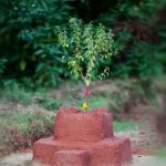 आज बिहिवार निर्जला एकादशी : तुलसीको दल राख्ने दिन