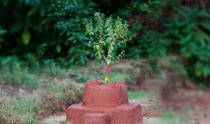 आज बिहिवार निर्जला एकादशी : तुलसीको दल राख्ने दिन