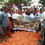 माइतीघरमा गोलभेडा सडकमा फालेर किसानले गरे विरोध प्रदर्शन
