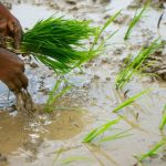 देशभरमा आज सम्ममा ५० प्रतिशत रोपाई सम्पन