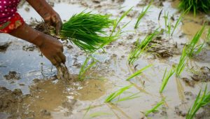 देशभरमा आज सम्ममा ५० प्रतिशत रोपाई सम्पन