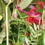 आज साउने सङ्क्रान्ति मनाइँदै
