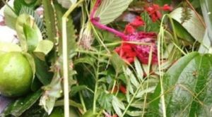 आज साउने सङ्क्रान्ति मनाइँदै